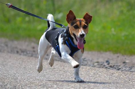 dog harness for jack russell|More.